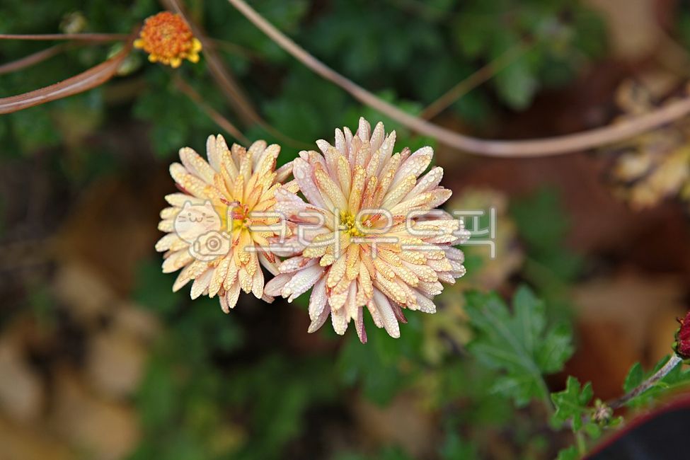 국화,국화꽃,꽃,꽃잎,가을꽃,식물,자연,가을,공원