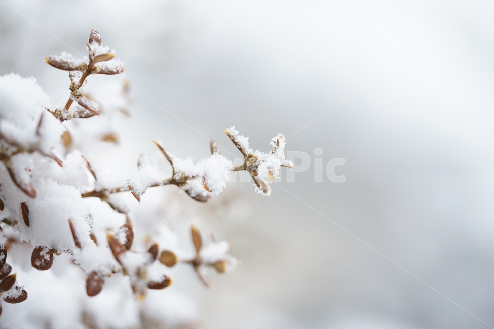 눈,설경,풍경,풍경사진,겨울,겨울이야기,윈터,winter,계절,추위,눈내리는날,감성,감성사진,겨울풍경,느낌,나무,snow,스노우,바람,한파,날씨,하얀색,화이트,흰색,겨울,계절,winter,season