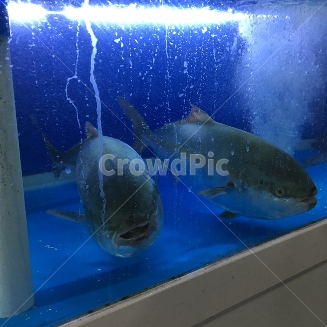 대방어,횟집,수족관,방어,물고기,방어회,생선,동물,animal,어류,물고기,fish