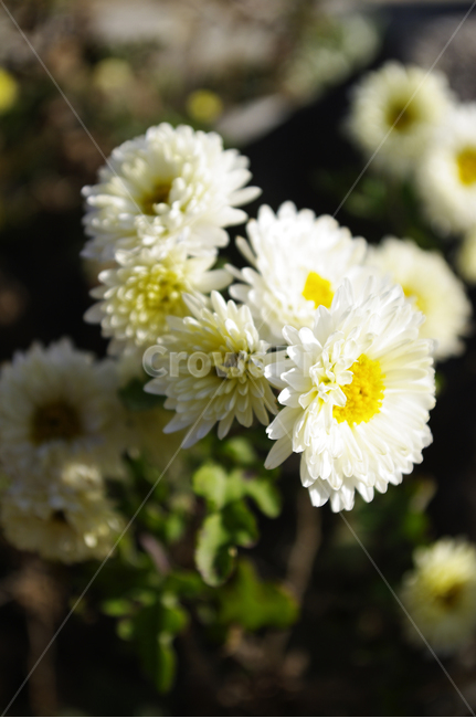 식물,plant,꽃,flower,국화,소국,식물,자연,plants,nature,꽃,flower
