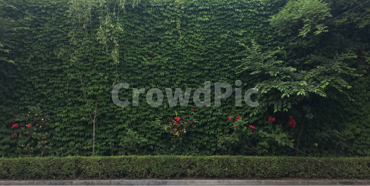 배경,백그라운드,초록,담쟁이,background,green,leaves,leaf,여백,잎사귀,자연,풍경,nature,landscape,식물,plants,plant