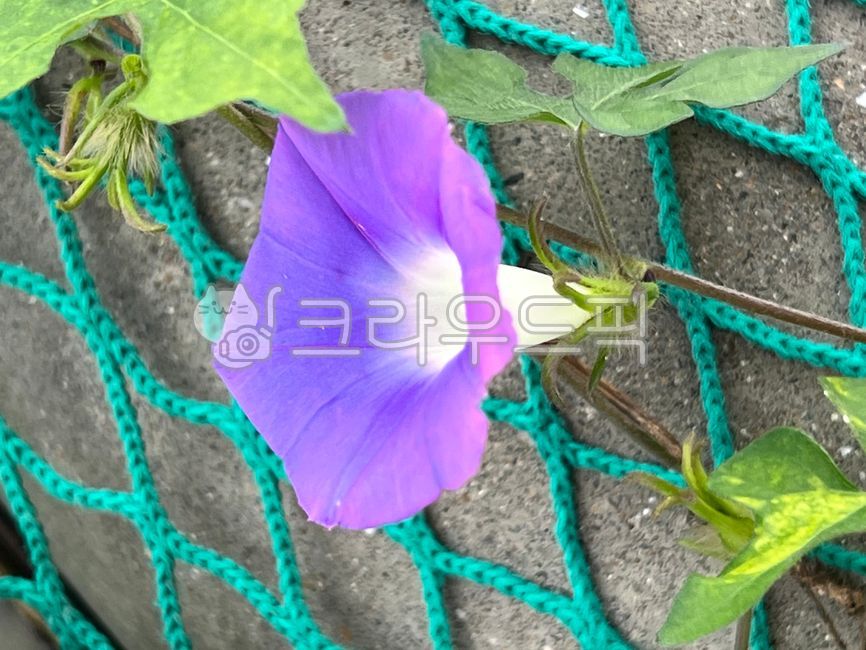 leaf,Convolvulaceae,flower,morning glory,purple flower,petal,vine flower,purple