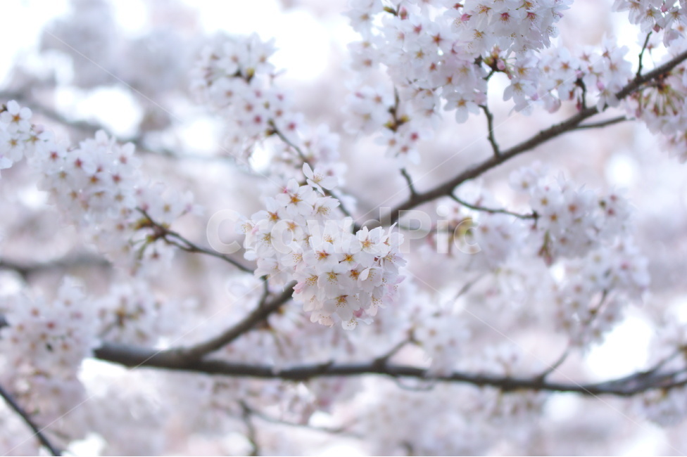 봄,3월,꽃,벚꽃,꽃구경,계절,식물,나무,가지,자연,생태,꽃말,봄,계절,spring,season,식물,자연,plants,nature,꽃,flower,plant,blossom