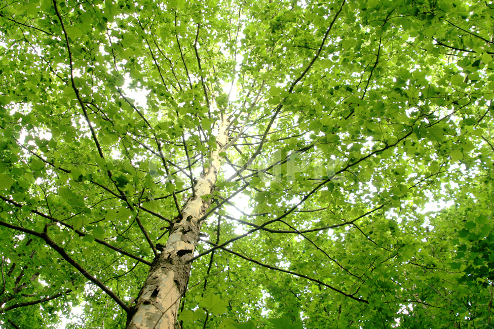 나무,플라타너스,나뭇잎,싱그러운,초록,숲,나무,trees,wood