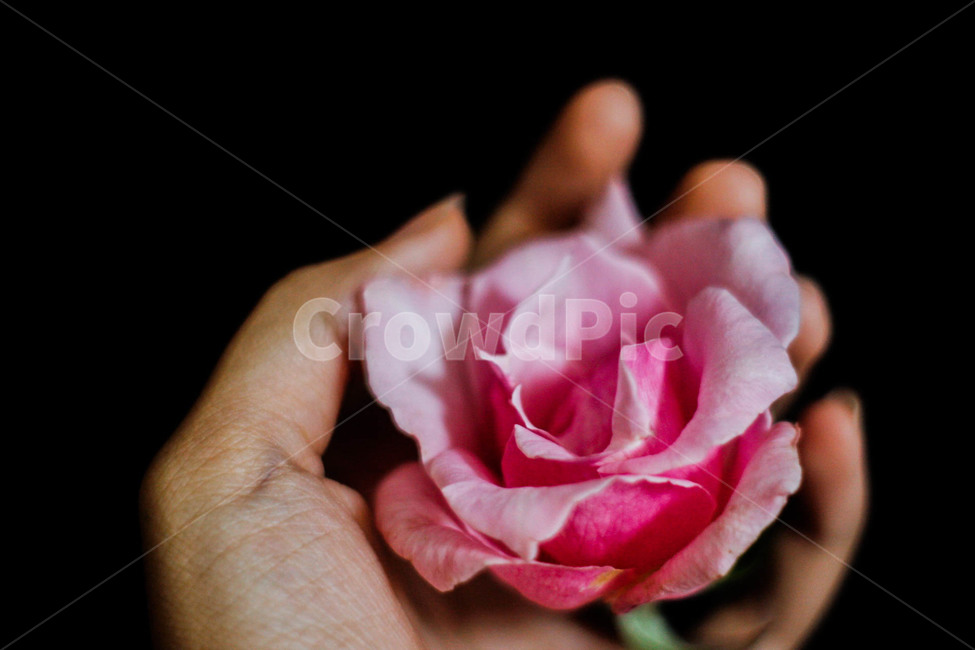 장미,손안에장미,장미한송이,검정배경,어두운배경