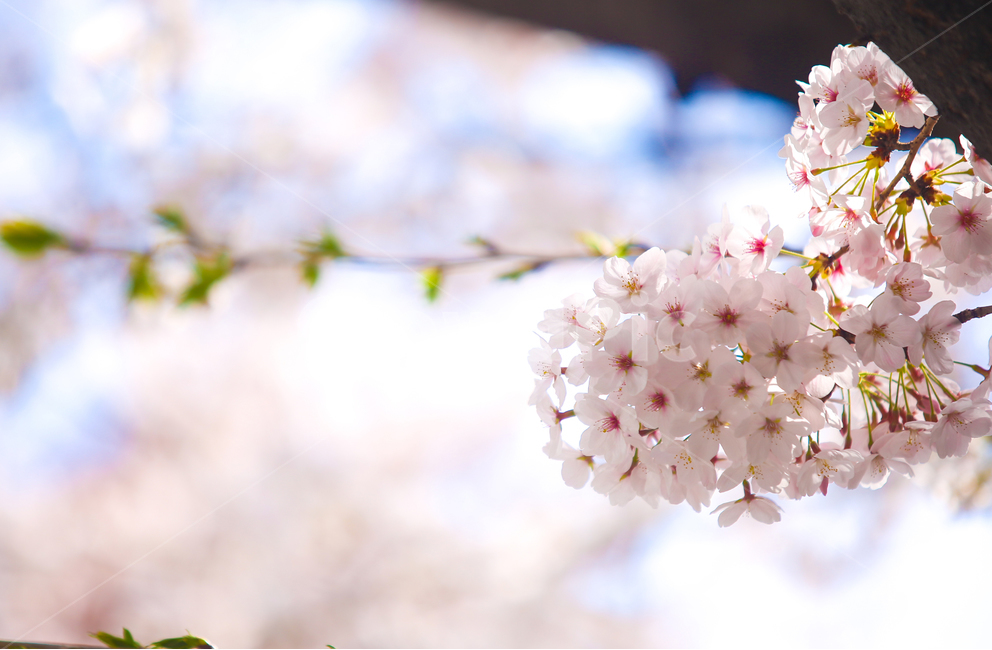 벚꽃,봄,srpingcherryblossom,꽃,계절,springseason,식물,자연,plantsnatureflower,봄,계절,spring,season,식물,자연,plants,nature,꽃,flower,감성,sensible,feeling,plant