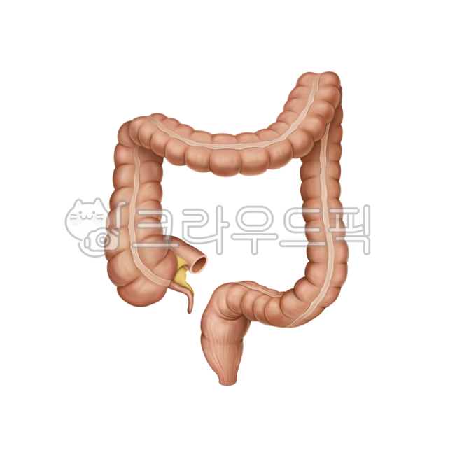fire extinguisher,Leader,anatomy,Medical illustration,medicine,duodenum,humanbody,Endoscope,Medicine,largeintestina,internalorgan,pancreas,long time,illustration,hospital,endoscopic resection