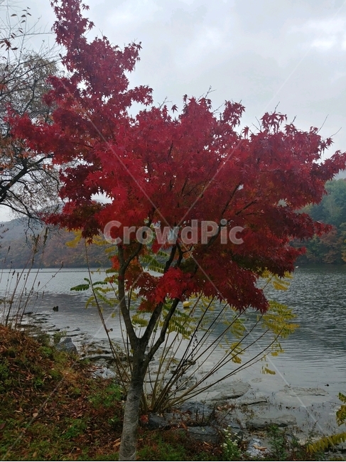 단풍,단풍나무,하늘,산,강물,가을,계절,fall,autumn,season,식물,자연,plants,nature,나무,trees,wood,plant,leaf,잎,tree,maple