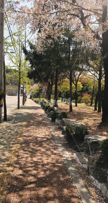 벚꽃길,벚꽃나무,인도,맑은날씨,봄날씨,자연,풍경,nature,landscape,tree,나무,plant,식물,path,통로