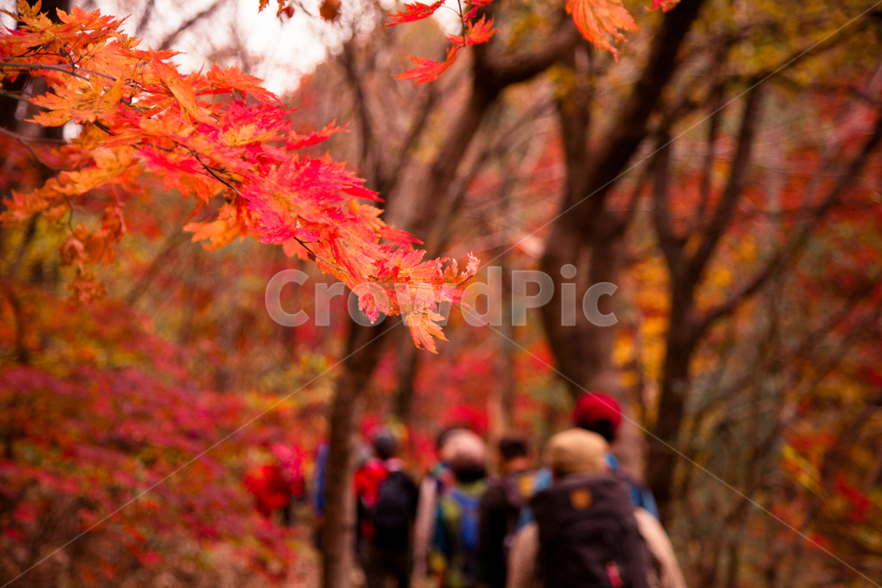 단풍,가을,경주,잎,나무,가을,계절,fall,autumn,season,자연,풍경,nature,landscape