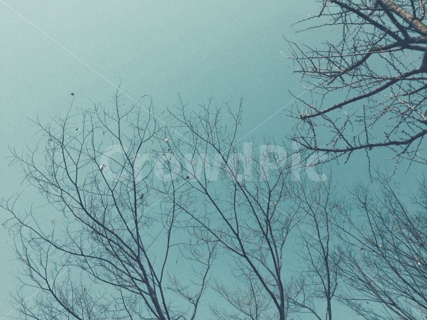 자연,색채,감성,식물,빛바랜,color,feeling,사진,겨울,계절,winter,season,감성,sensible,feeling