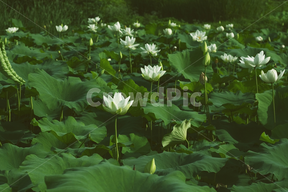 연꽃,녹색,흰연꽃,lotus,자연,식물,풍경,배경,예쁜,가든,연못,여름,수초,화단,수련과,flower,garden,summer,beautiful,flowers,plants,nature,season,whiteflowers,whitelotus