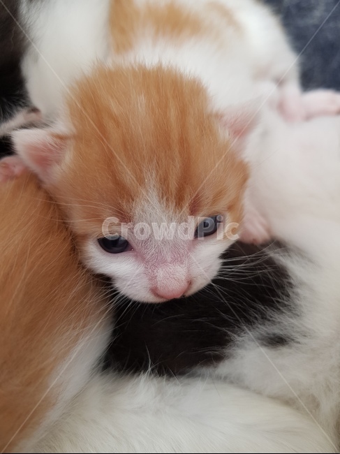 kitten,고양이새끼,cat,고양이,animal,동물,pet,노란고양이,새끼고양이,동물,animal,포유류,mammal,고양이,cat,kitten,kitty