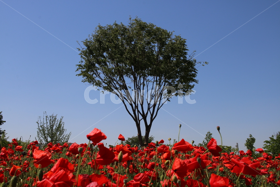 양귀비,나무,꽃,공원,red,자연,tree,park,식물,자연,plants,nature,꽃,flower,나무,trees,wood