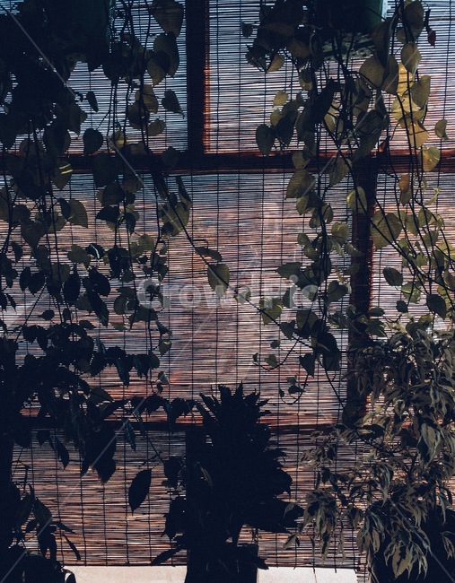 햇빛,가리개,햇빛가리개,잎사귀,화초,식물,자연,plants,nature