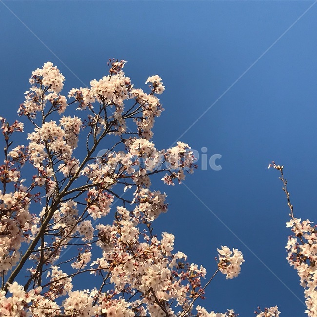 plant,식물,blossom,꽃,flower,벚꽃,벚꽃나무,봄