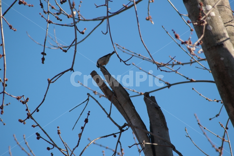 박새,조류,동물,새,나무,하늘,식물,자연,plants,nature,나무,trees,wood,동물,animal,조류,새,birds