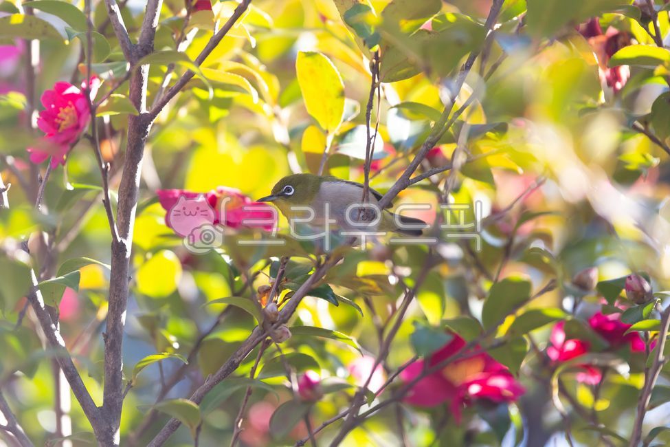 동백,꽃,동박새,카멜리아,겨울,붉은꽃,레드,보케,빛방울,꽃잎,나뭇잎,식물,계절,나무,자연,클로즈업,실외,flower,plants,camellia,red,tree,nature,winter