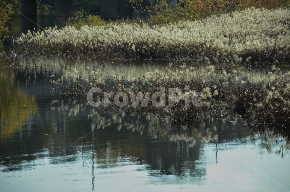 대청호,호수,습지,억새,억새밭,가을,자연풍경,한국풍경,자연,가을,계절,fall,autumn,season,자연,풍경,nature,landscape,grass,잔디,plant,식물,lawn
