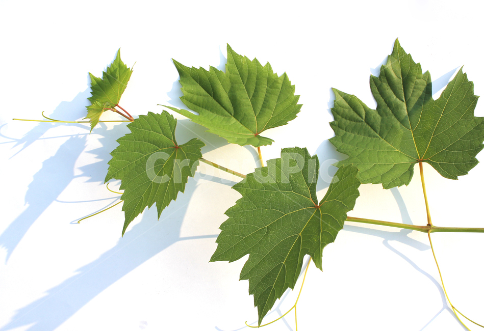 branch,closeup,detail,fresh,grape,grapeleaf,green,leaf,leaves,macro,natural,nature,plant,나뭇가지,클로즈업,디테일,신선한,포도잎,포도줄기,줄기,잎,잎사귀,나뭇잎,그린,녹색,자연,식물,흰배경,식물,자연,plants,nature,누끼,remove background