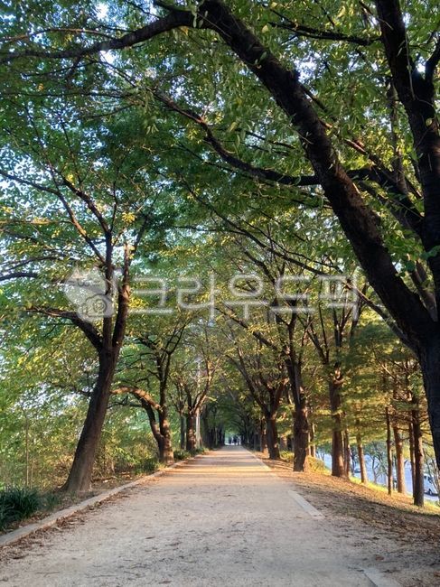 Hill,road,colonnade,sunset,walking path,tree road,walk