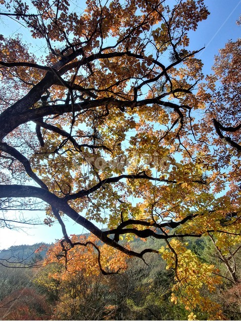 갈참나무,갈참나무단풍,가을풍경,단풍,참나무,자연,가을,계절,fall,autumn,season,tree,나무,tree trunk,나무 줄기,plant,식물