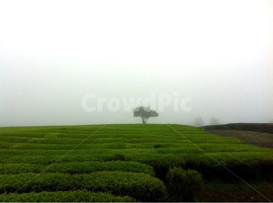 감성,여행,녹차,안개,풍경,자연,풍경,nature,landscape,산업,industry,industrial,농업,농사,agriculture,farming,farming industry,grassland,목초지,outdoors,옥외,field,들,paddy field,패디 필드