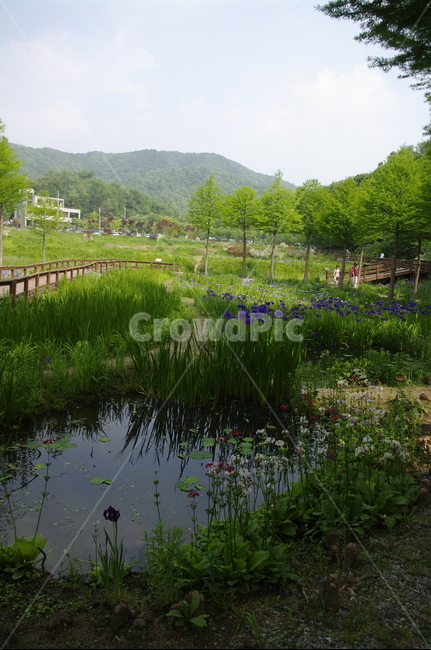 초록,신록,나무,식물,plant,꽃,flower,color,수련,수생식물,연못,자연,풍경,nature,landscape,water,물,outdoors,옥외,land,땅