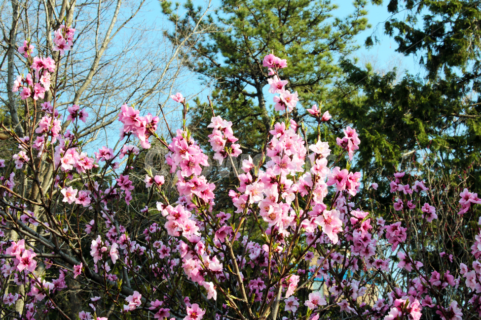 plant,식물,blossom,flower,꽃,목련,magnolia,솔란지목련