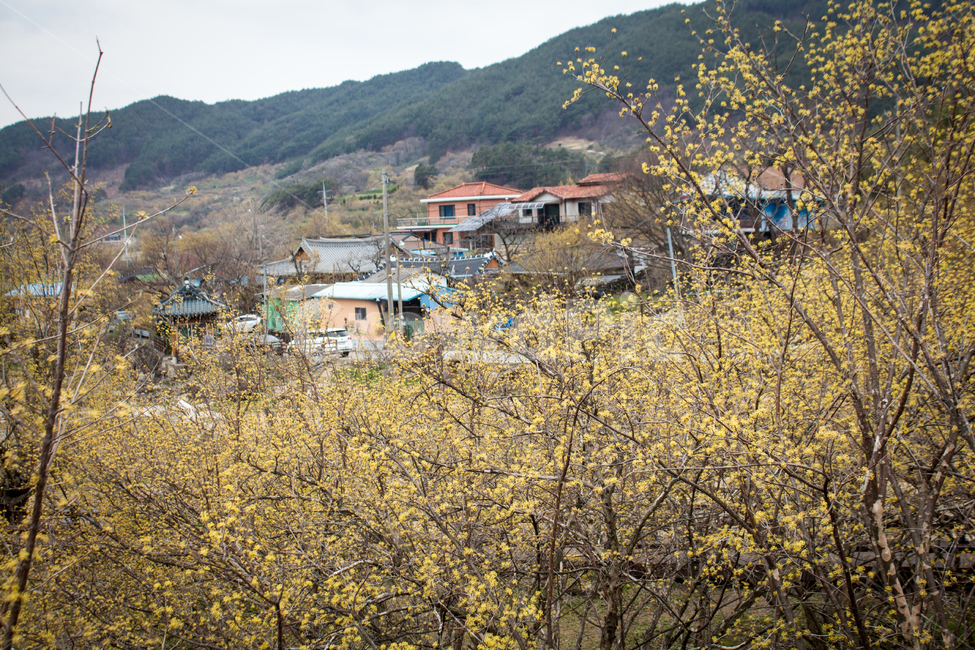 산수유,산수유꽃,봄꽃,꽃,flower,blossom,자연,nature,시골,옥외,outdoors
