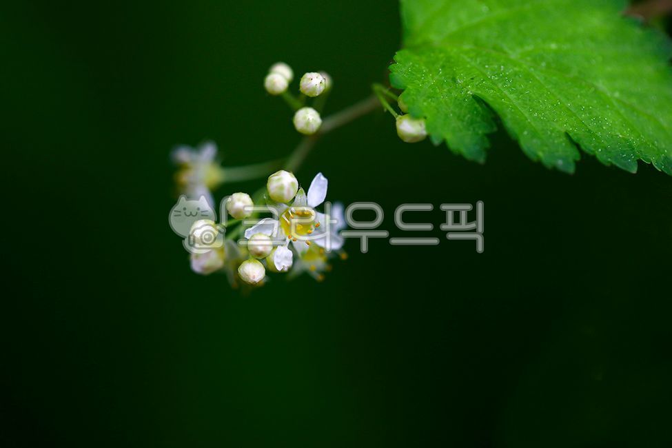 plant,noodle,tree flower,noodle tree,small flower
