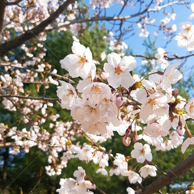벚꽃,꽃,봄,blossom,flower,spring