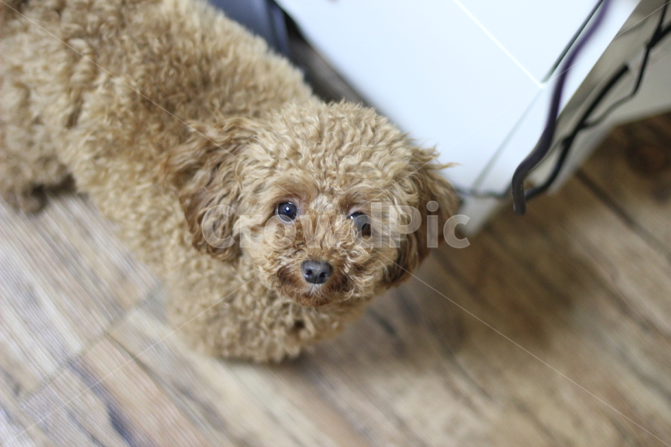강아지,개,귀여움,애완견,표정,동물,animal,포유류,mammal,개,강아지,dog,doggy