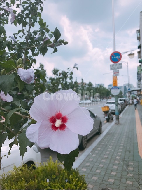 서울,무궁화,꽃,도시,한국