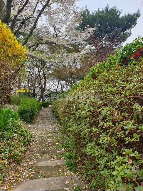 벚꽃,산책로,산책길,산책,정원,공원,길,봄