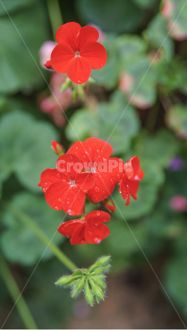 꽃,앵초,빨강,심도,씨앗,식물,자연,plants,nature,꽃,flower
