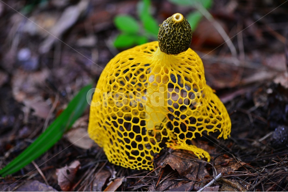 fungus,진균류,plant,버섯,포자,망태버섯,노랑망태버섯,독버섯,자연,식물,소나무숲,여름