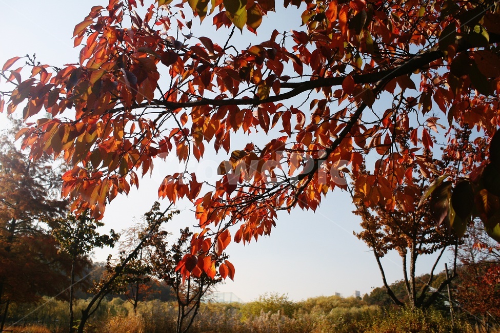 tree,나무,식물,단풍,가을,가을,계절,fall,autumn,season,leaf,잎,plant