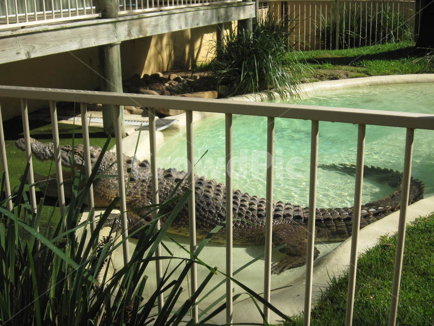 animal,crocodile,동물,악어,동물원,동물,animal,파충류,양서류,reptile,amphibian