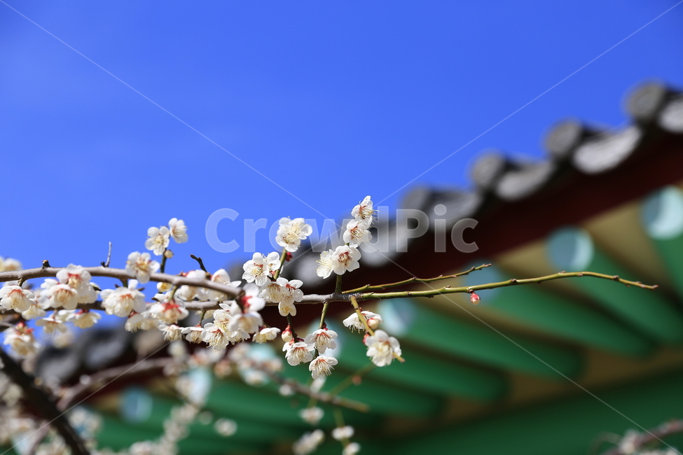 매화,꽃,홍매화,청매화,매실꽃,매화나무,봄,봄,계절,spring,season,한국전통,한국문화,korean traditional,korean culture,식물,자연,plants,nature,꽃,flower,plant