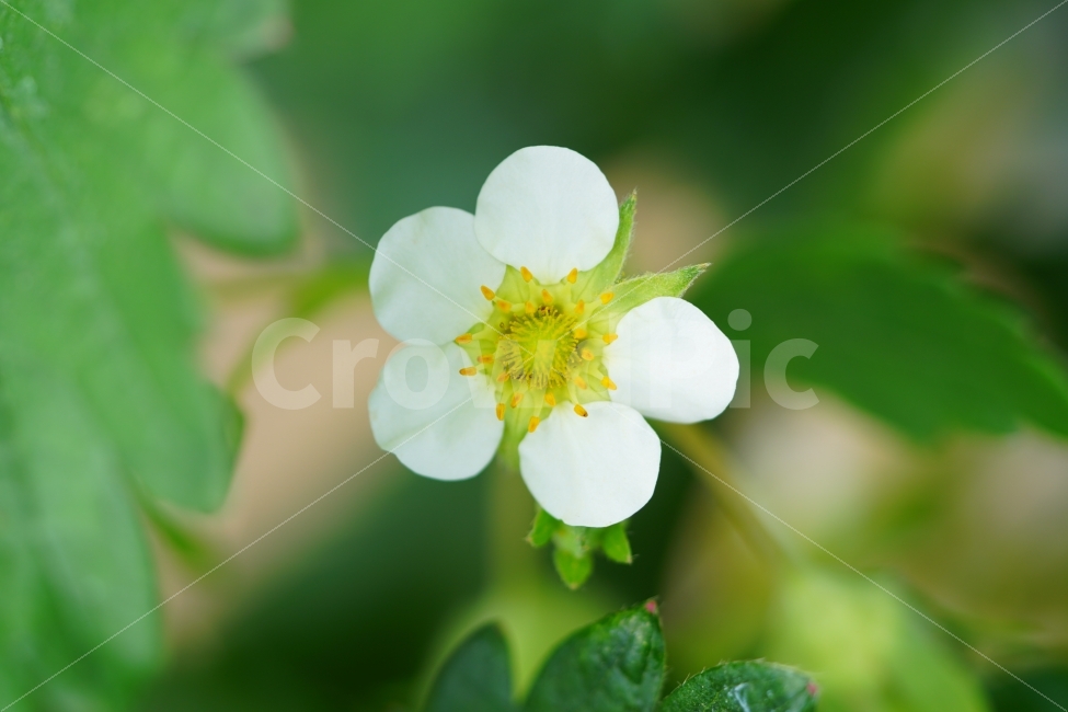 딸기꽃,식물,플라워,자연,nature,flower,이파리,잎사귀,식물성,과실,농장,농작물,농산물,빨간,빨강색,빨간색,맛있는,맛있다,싱싱한,싱싱한다,과수원,꽃잎,식물,자연,plants,nature,꽃,flower