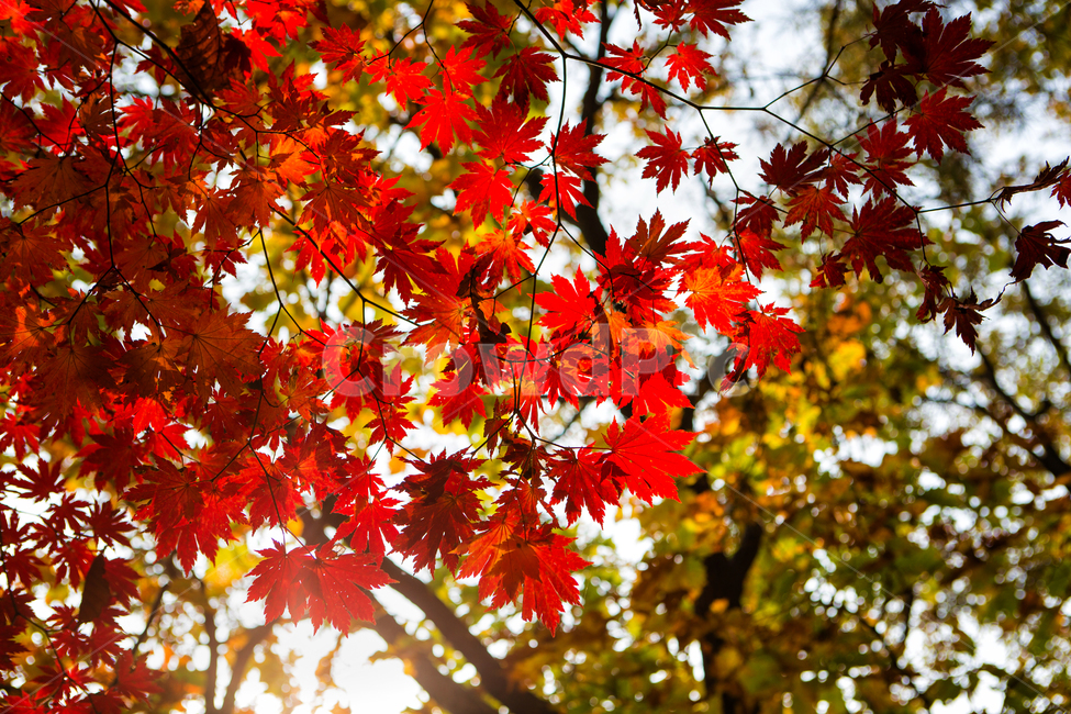 단풍,가을,빨간단풍,나무,잎,알록달록,가을,계절,fall,autumn,season,자연,풍경,nature,landscape,식물,plants,나무,trees,wood,leaf,plant,tree
