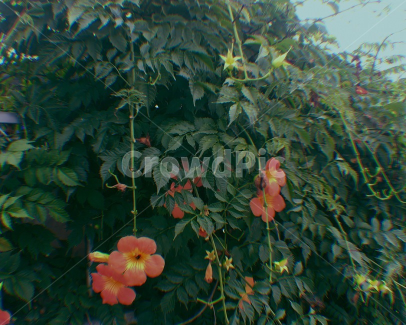 꽃,정원,넝쿨,담,flower,green