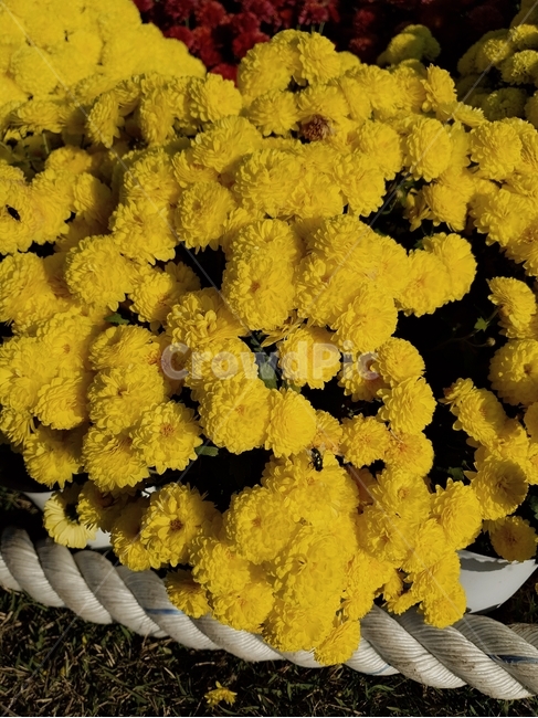 꽃,국화,flower,식물,가을꽃,꽃,flower