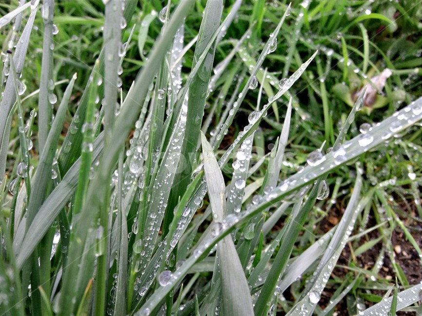 nature,자연,잔디,grass,이슬,식물,자연,plants,nature