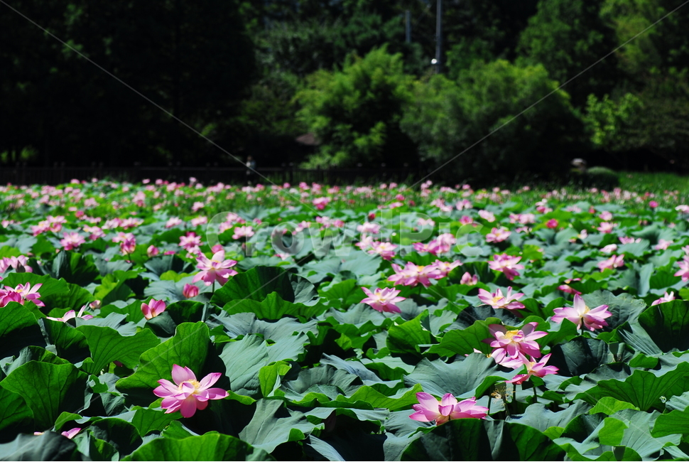 꽃,연꽃,궁남지,불교,여름,식물,자연,plants,nature,꽃,flower