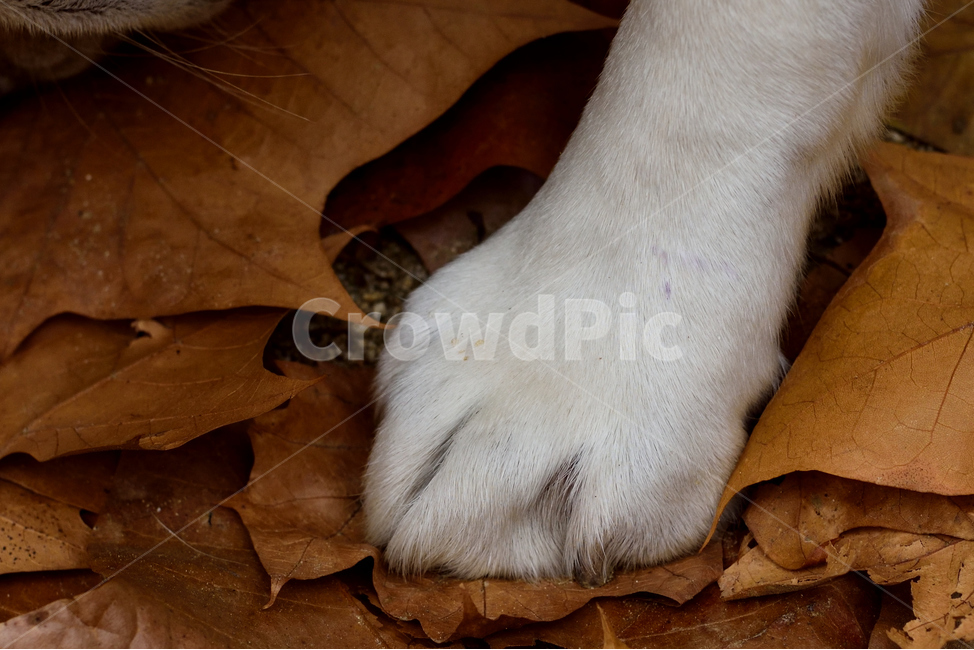 개발,발,가을,낙엽,발자국,개,강아지,dog,doggy