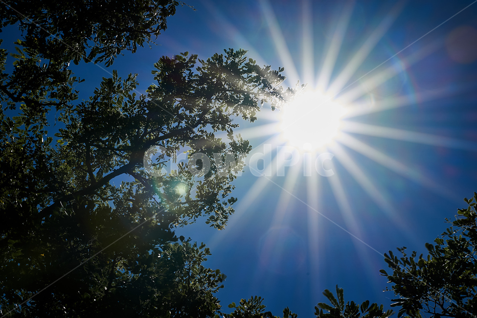 light,빛,flare,플레어,sunlight,햇빛,태양,하늘,자연,풍경,nature,landscape