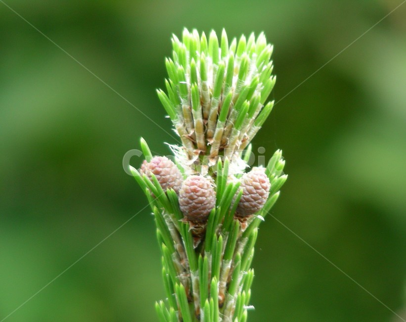 소나문,순,봄,새싹,솔방울,솔잎,식물,자연,plants,nature