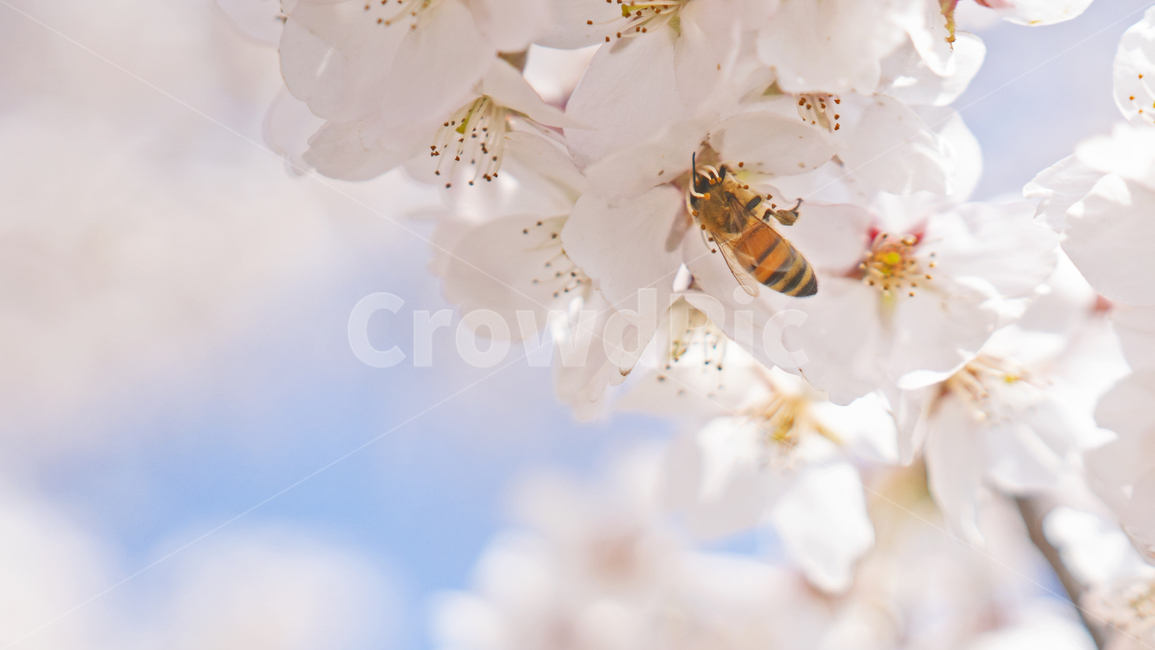 벌,자연,벚꽃,꽃,봄,하늘,나무,꿀벌,식물,자연,plants,nature,꽃,flower,곤충,벌레,insect,bug